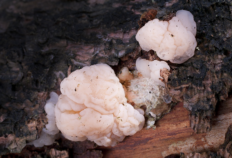 Tremella encephala